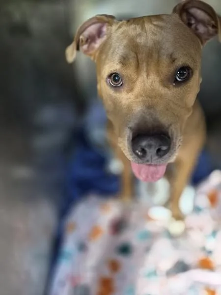 A young medium-sized female Pit Bull Terrier dog named Pen Panini for adoption in Lawrenceville, GA