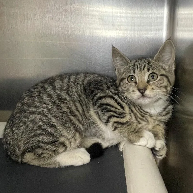 A young medium-sized female Domestic Short Hair cat named Lilac for adoption in Roanoke, VA