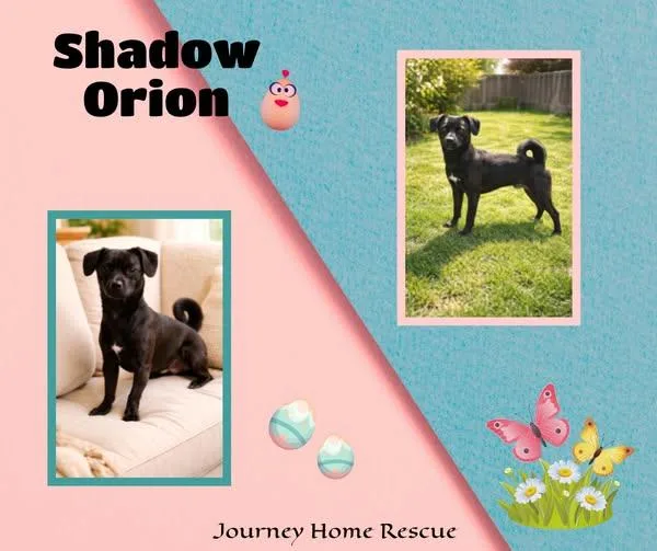 Shadow Orion