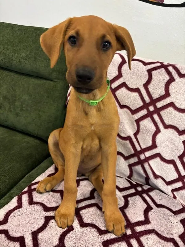 A baby large-sized female Doberman Pinscher dog named Cleopatra for adoption in Van Nuys, CA