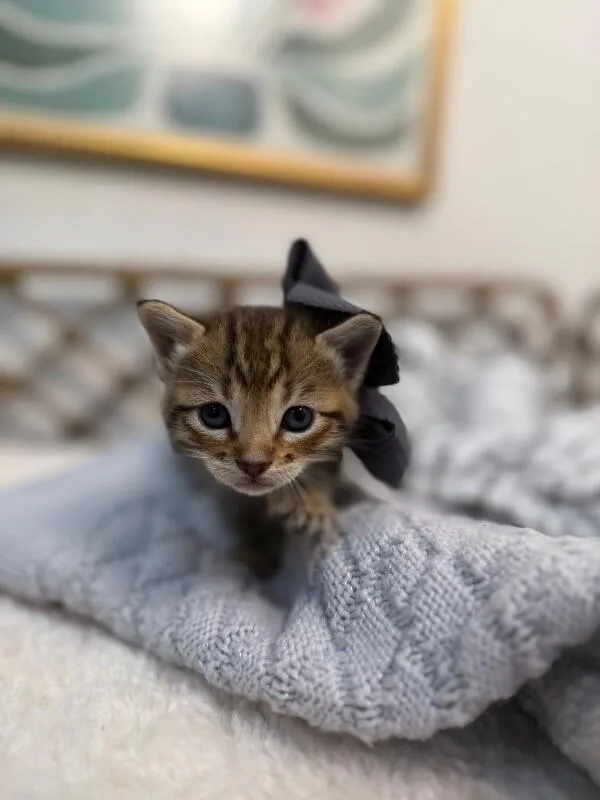 A baby medium-sized male Tabby (Brown / Chocolate) Tabby cat named Baby Cutie Boo Boo for adoption in Friendswood, TX