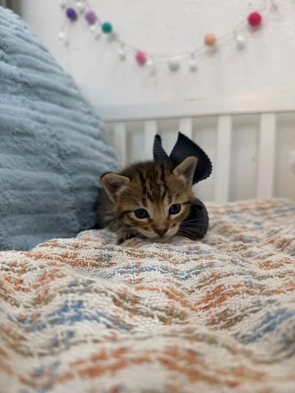 Baby Cutie Boo Boo thumbnail 3