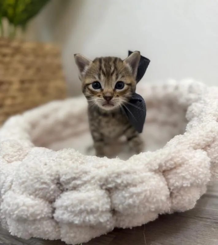 Baby Cutie Boo Boo thumbnail 5