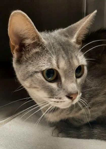 An adult medium-sized female Domestic Short Hair cat named Vanilla Swirl for adoption in Gastonia, NC