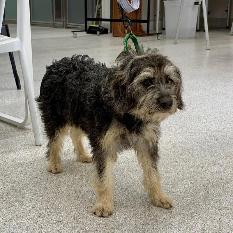 A young medium-sized female Black Terrier dog named Clarice for adoption in Point Richmond, CA