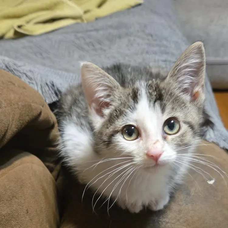 A baby small-sized female American Shorthair cat named Dora for adoption in mount vernon, AR