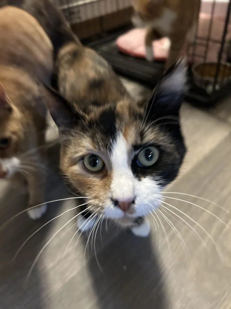 A young medium-sized female Domestic Short Hair cat named Annabelle for adoption in Heyburn, ID