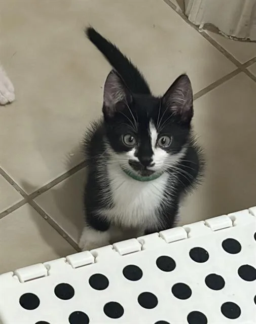 A baby medium-sized female Domestic Short Hair cat named Vixon for adoption in Camarillo, CA