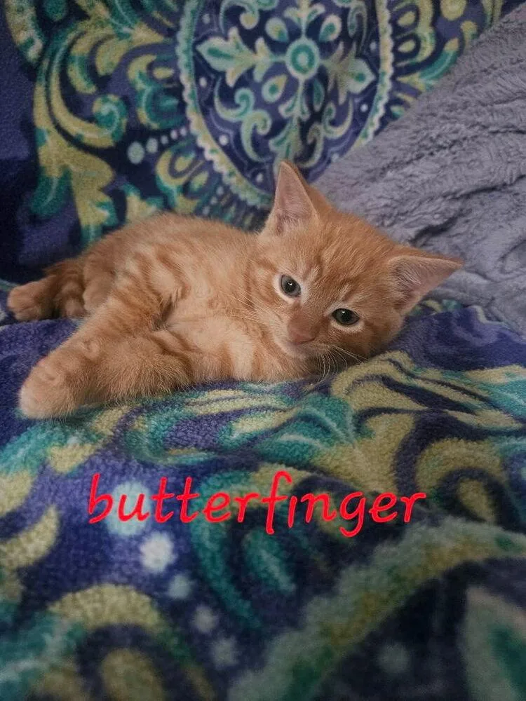 A baby small-sized male Orange & White Domestic Short Hair cat named Butterfinger for adoption in Chalfont, PA