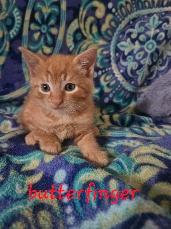 Butterfinger thumbnail 2