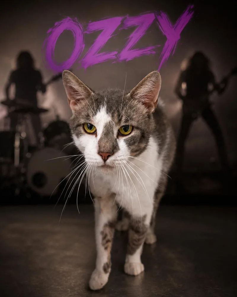 Ozzy thumbnail 2