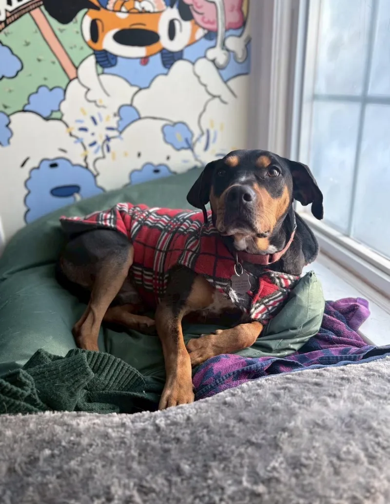 A young medium-sized male Hound dog named Dasher for adoption in Potomac, MD