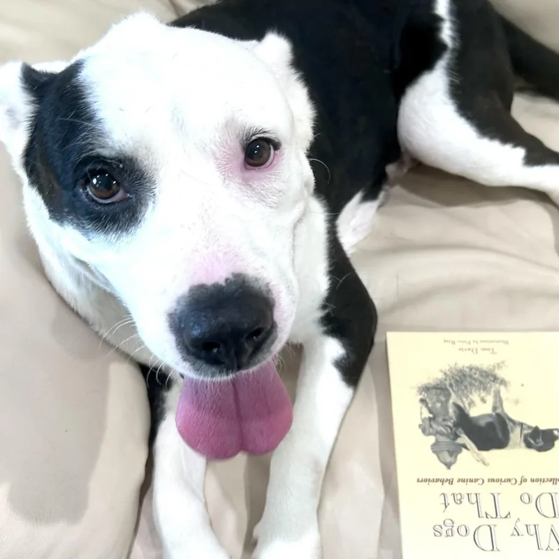 An adult medium-sized female White / Cream Mixed Breed dog named Page for adoption in Bradenton, FL