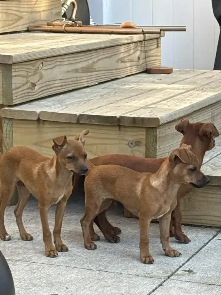 Peanut