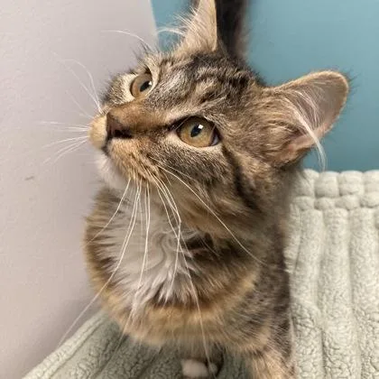 A baby small-sized female Domestic Medium Hair cat named Fox Face for adoption in Janesville, WI