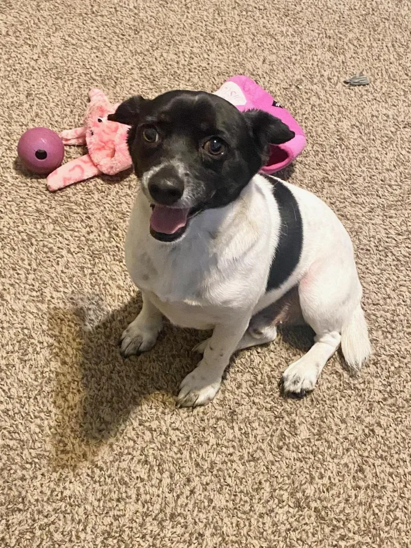 Bullet Brt thumbnail 3