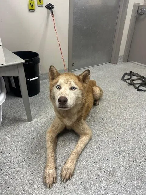 A young large-sized male Siberian Husky dog named A for adoption in Pasadena, TX