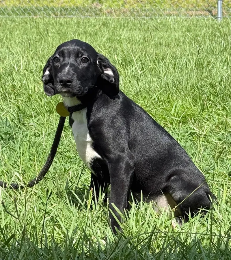 A baby medium-sized female Hound dog named Tallulah for adoption in Kingsland, GA