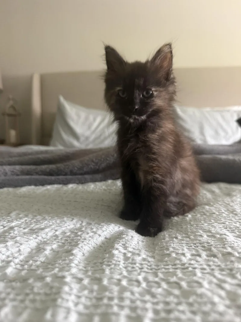 A baby medium-sized female Domestic Medium Hair cat named Mocha for adoption in Wesley Chapel, FL