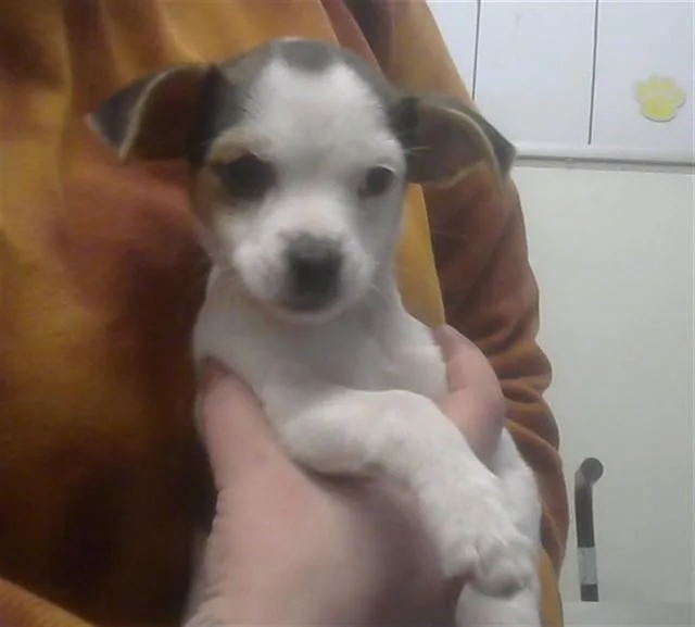 Dobby
