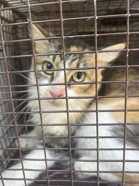 A young medium-sized female Domestic Short Hair cat named A for adoption in Houston, TX