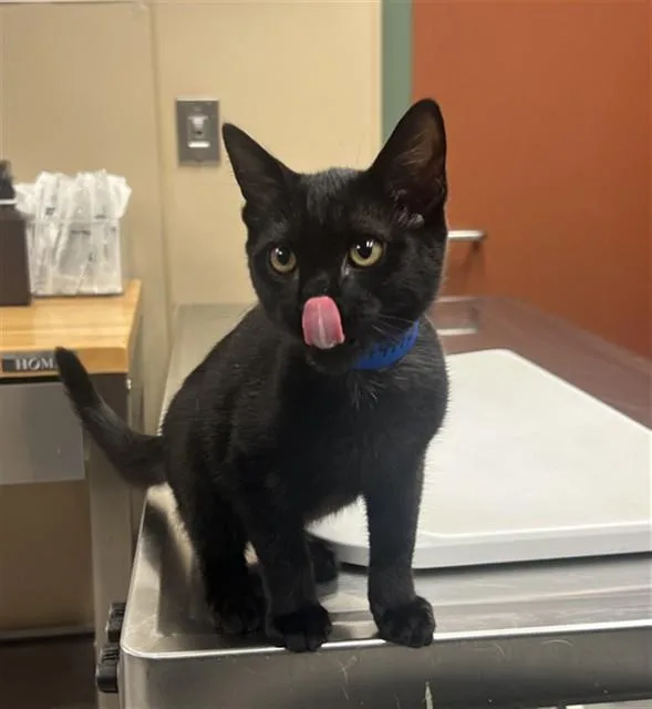 A baby small-sized male Domestic Short Hair cat named Forest for adoption in Rancho Cucamonga, CA