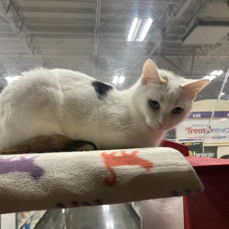 A young medium-sized female Calico Domestic Short Hair cat named Montana for adoption in Hemet, CA
