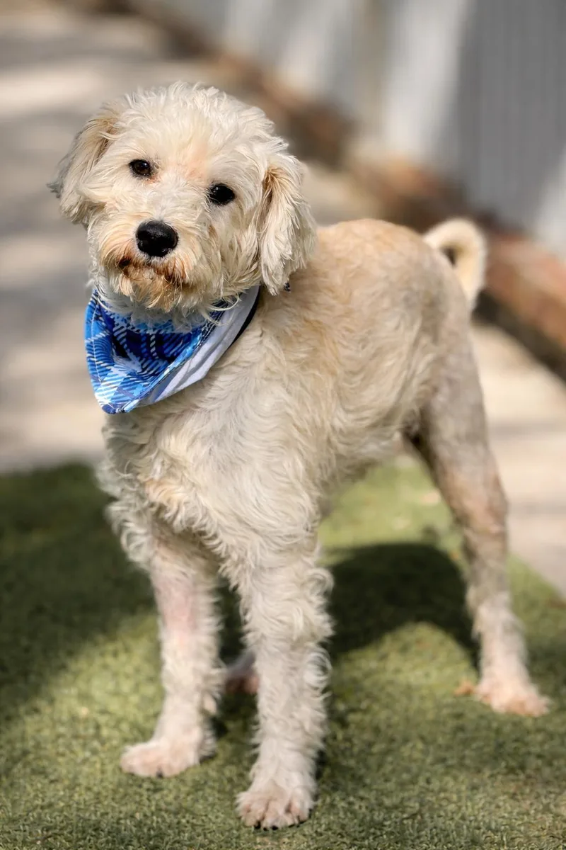 Draco  The Sweetest thumbnail 4