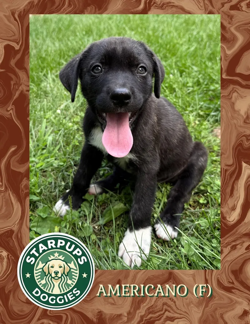 A baby medium-sized female Black Shepherd dog named Americano for adoption in Lewis Center, OH