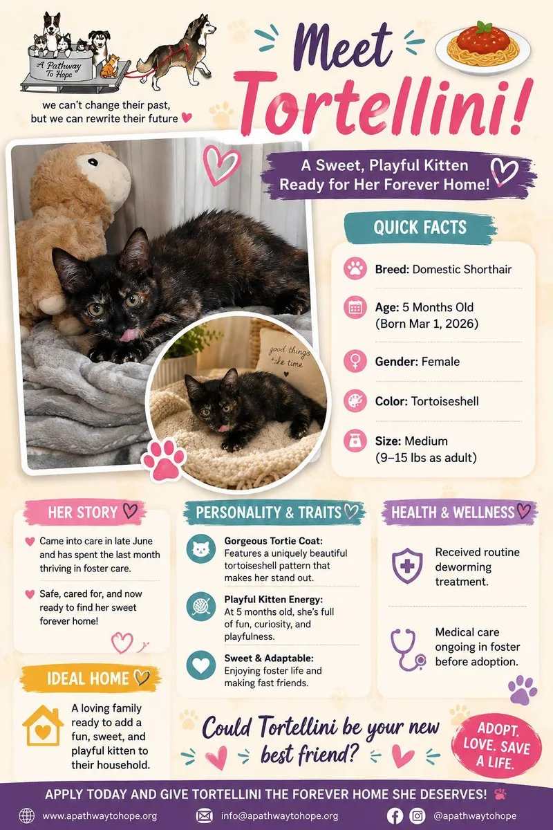 A baby medium-sized female Tortoiseshell Domestic Short Hair cat named Tortellini for adoption in North Haledon, NJ