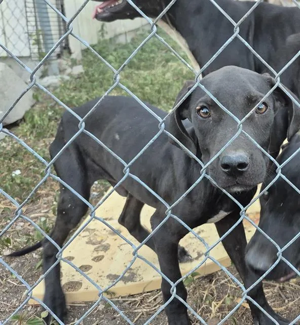 A baby medium-sized male American Staffordshire Terrier dog named Sammy for adoption in San Antonio, TX
