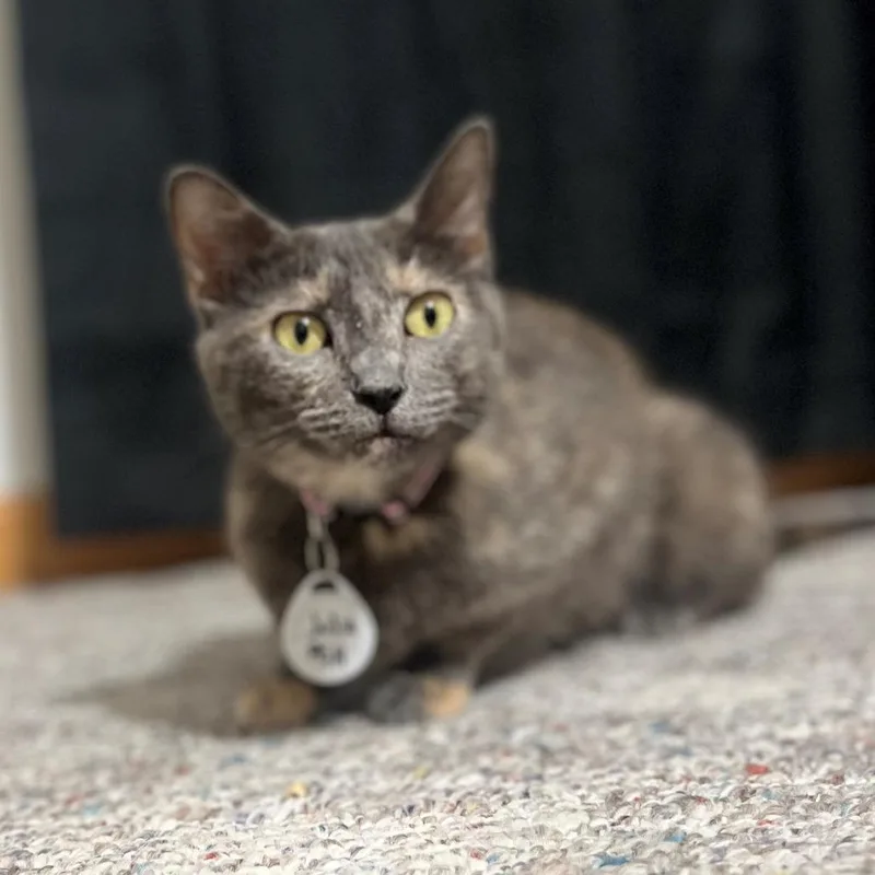 An adult medium-sized female Brown / Chocolate Domestic Short Hair cat named Julia for adoption in Normal, IL