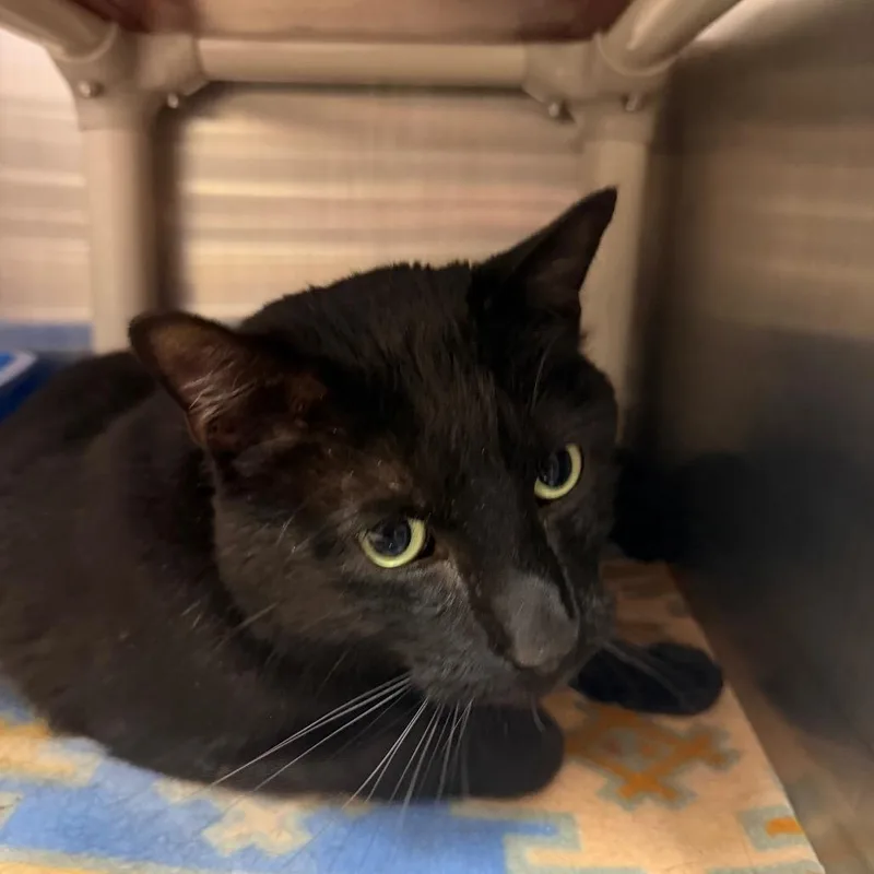 An adult large-sized male Black Domestic Short Hair cat named Shapes for adoption in Kanab, UT