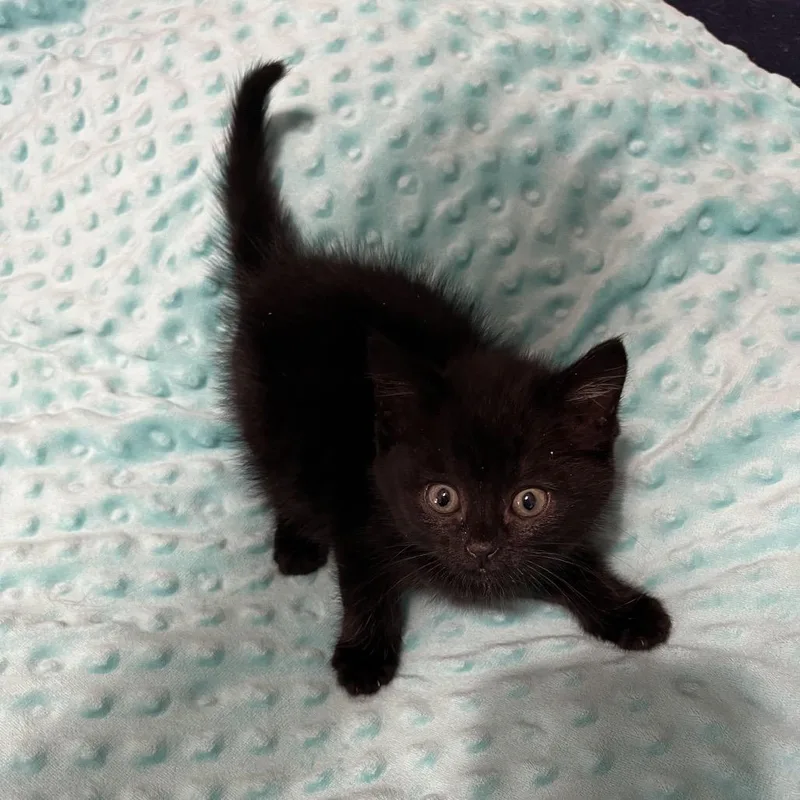 A baby small-sized female Black Domestic Short Hair cat named Miss Fluff for adoption in Waldorf, MD