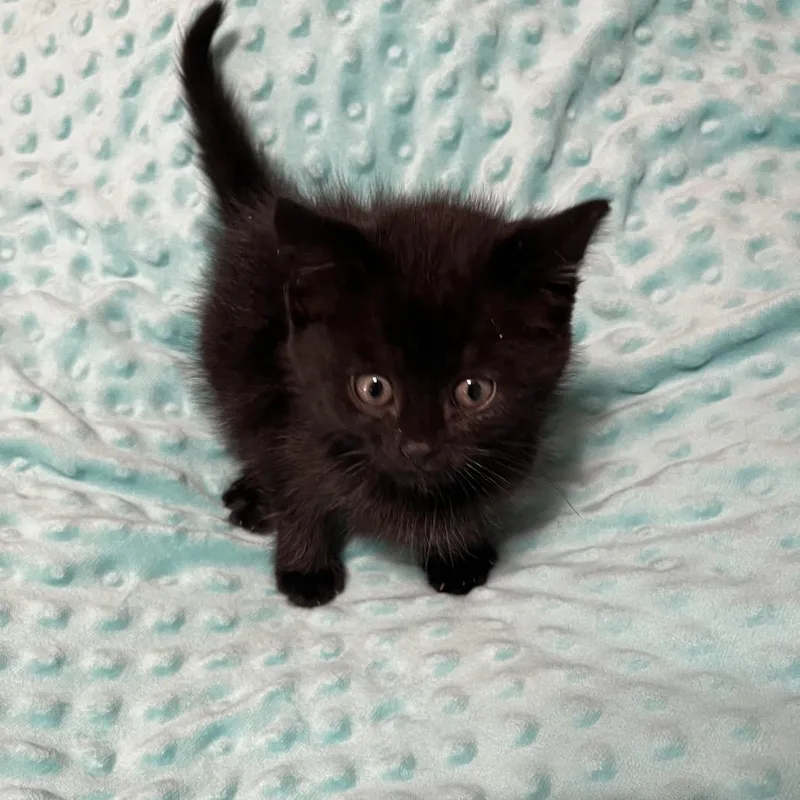 Miss Fluff thumbnail 2