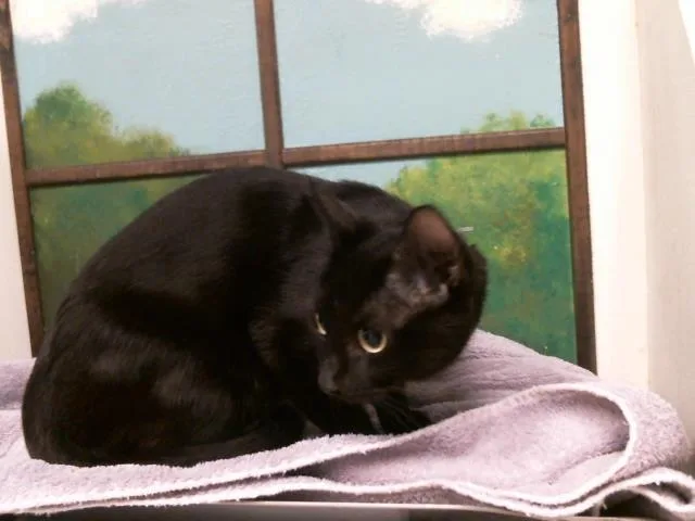 A young medium-sized female Domestic Short Hair cat named Lucerito for adoption in Houston, TX