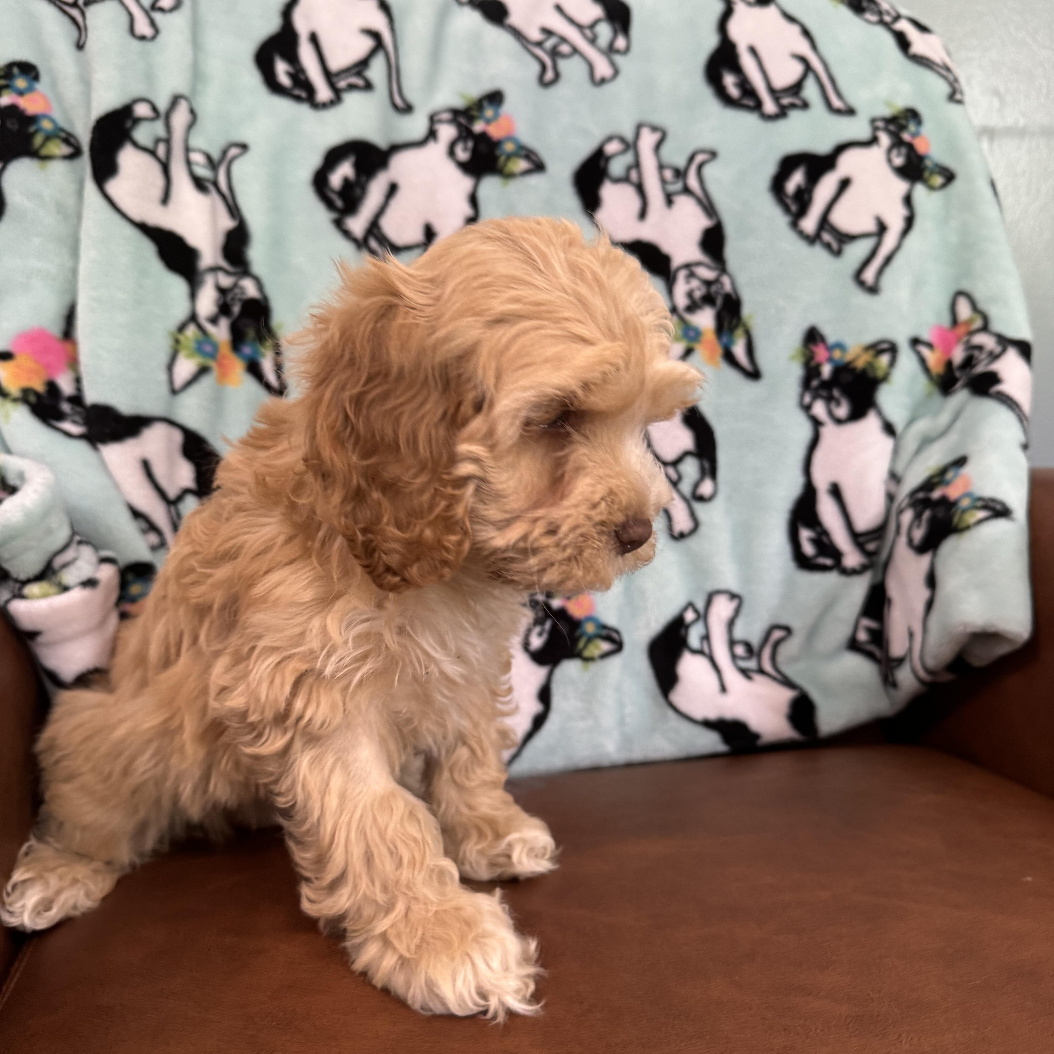 A baby small-sized female Golden Cockapoo dog named Pomelo for adoption in Sequatchie, TN