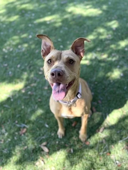 An adult medium-sized female Pit Bull Terrier dog named Livy for adoption in Daytona Beach, FL