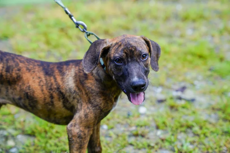A young small-sized male Brindle Mixed Breed dog named Thunder for adoption in Pleasant Valley, NY