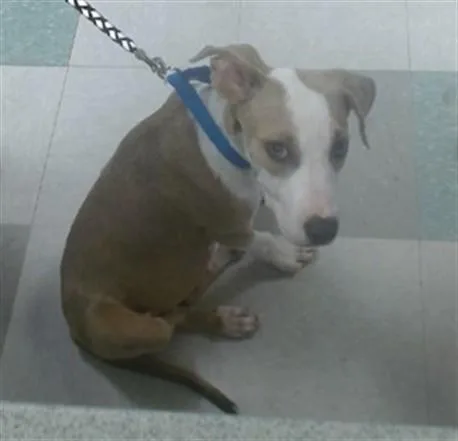 A young small-sized female Mastiff dog named Zelda for adoption in Oklahoma City, OK