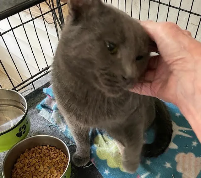 An adult medium-sized male Gray / Blue / Silver Domestic Short Hair cat named Percy for adoption in Mobile, AL