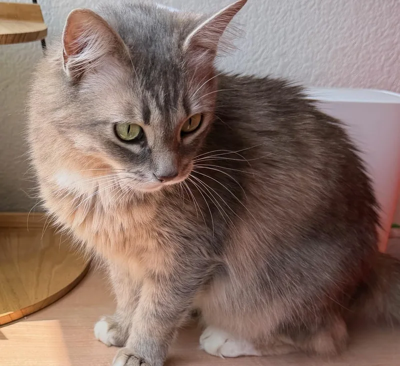 Jasmine