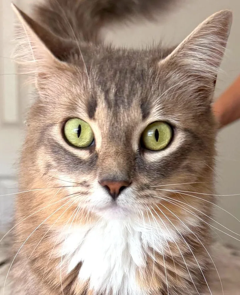 Jasmine thumbnail 4