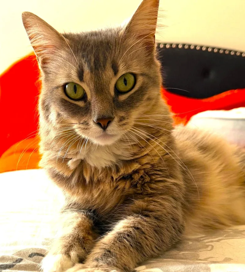 Jasmine thumbnail 5