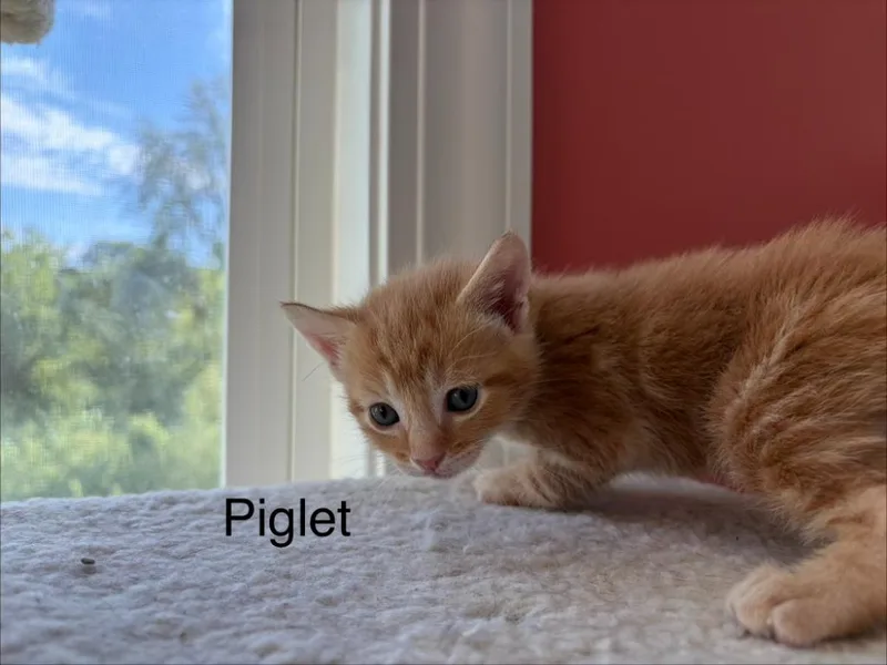 A baby small-sized male Domestic Short Hair cat named Piglet for adoption in Clinton, SC