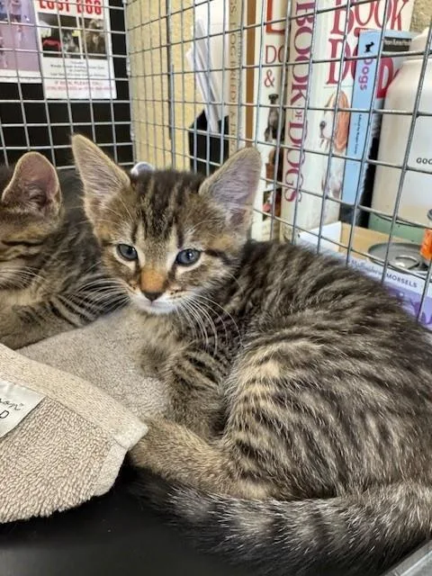 A baby small-sized female Domestic Short Hair cat named Daisy for adoption in Fort Myers, FL