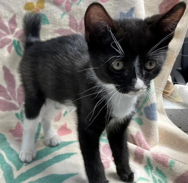A baby small-sized female Domestic Short Hair cat named Violet for adoption in Staten Island, NY