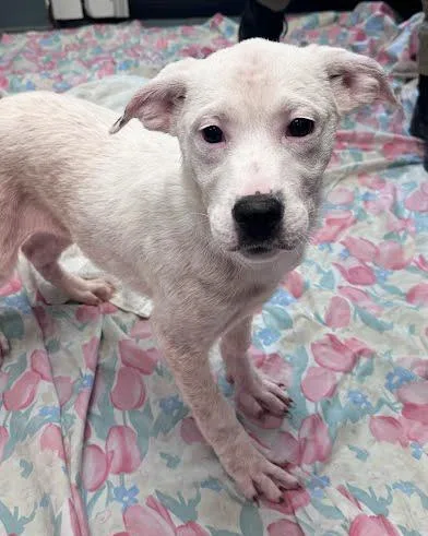 A baby medium-sized female White / Cream Mixed Breed dog named Goober for adoption in Nashville, TN