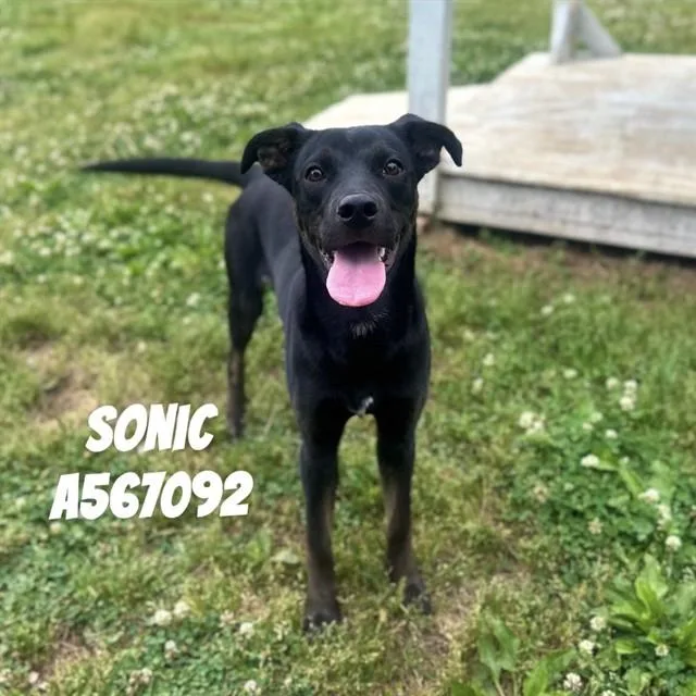 A young medium-sized male Labrador Retriever dog named Sonic for adoption in Huntsville, AL