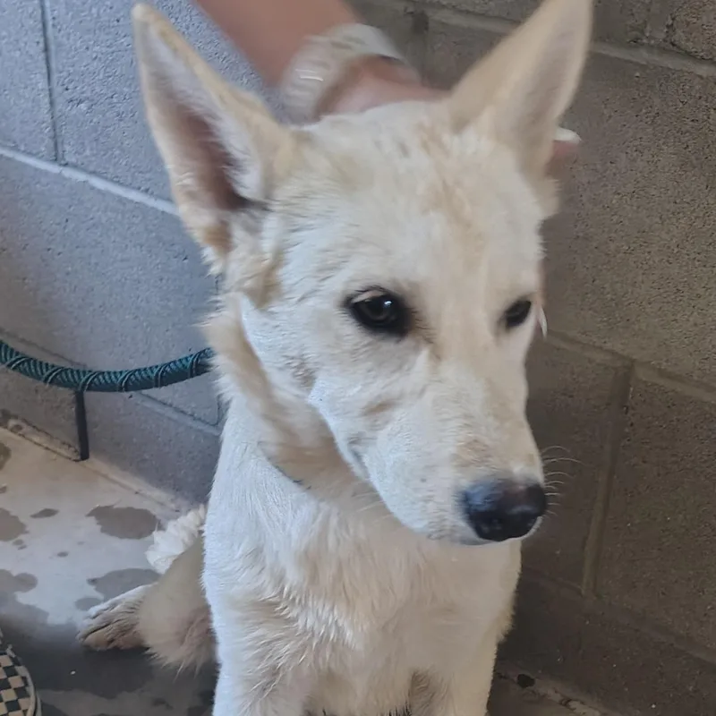 A young medium-sized female Yellow / Tan / Blond / Fawn German Shepherd Dog dog named Judy for adoption in Parker, AZ